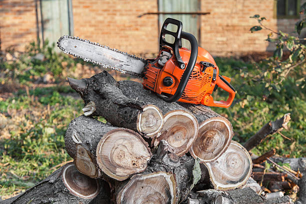 Best Tree Removal Cost  in Muncy, PA